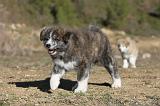 AKITA INU 100
